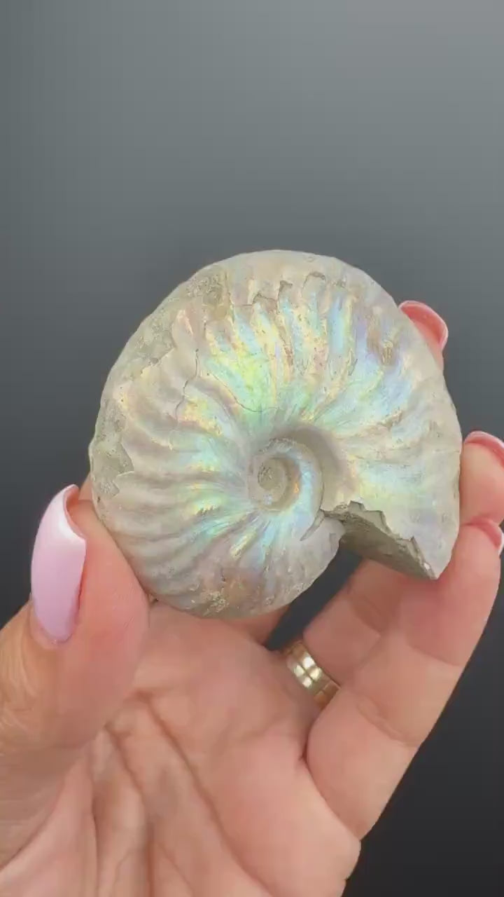 Amazing! Ammonite Fossil with Rainbow Colors, Ammonite Fossil, Fossilized Ammonite, Natural Ammonite