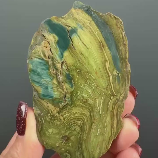 Rare, Bog Wood (Larsonite) from Nevada, Oregon USA