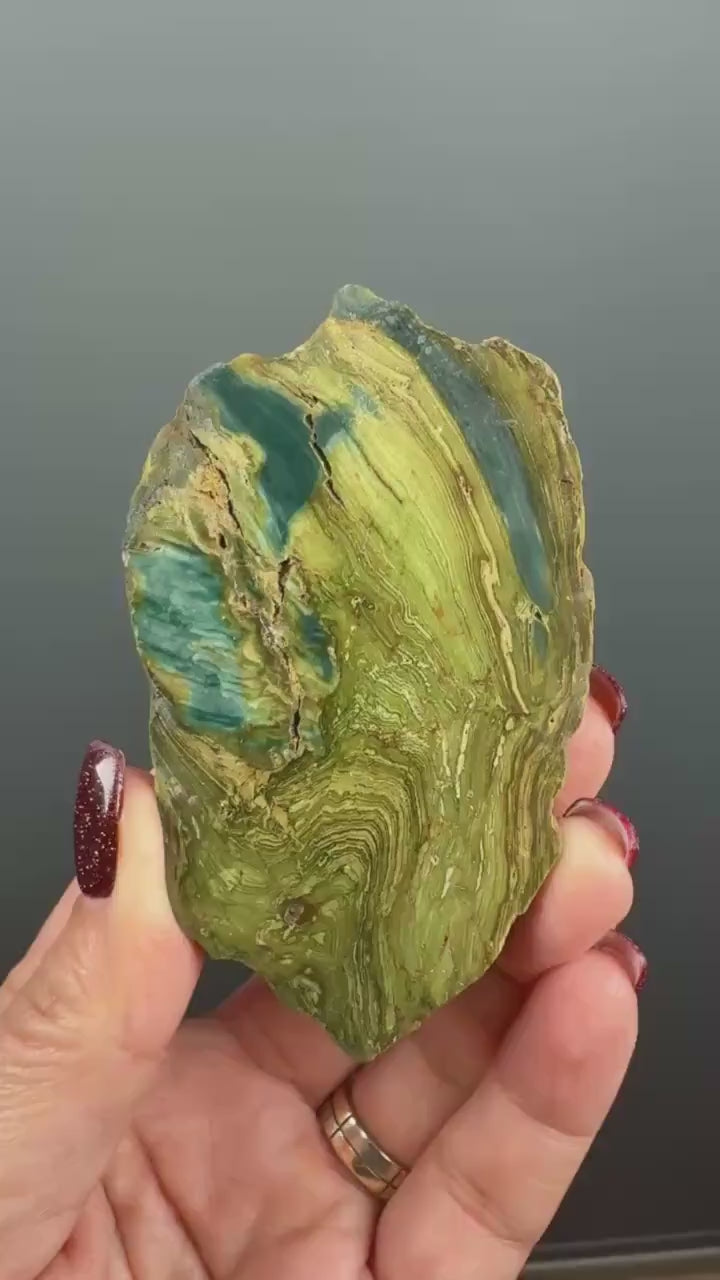 Rare, Bog Wood (Larsonite) from Nevada, Oregon USA