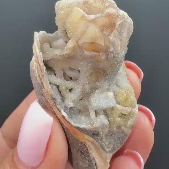 Incredible! Fossilised Spiralite Quartz Shell