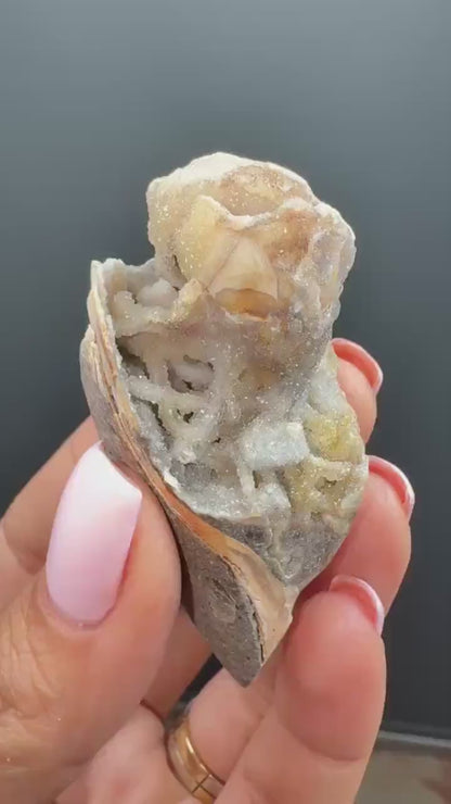 Incredible! Fossilised Spiralite Quartz Shell