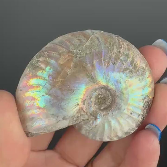 Ammonite Fossil with Rainbow Colors, Ammonite Fossil, Fossilized Ammonite, Natural Ammonite