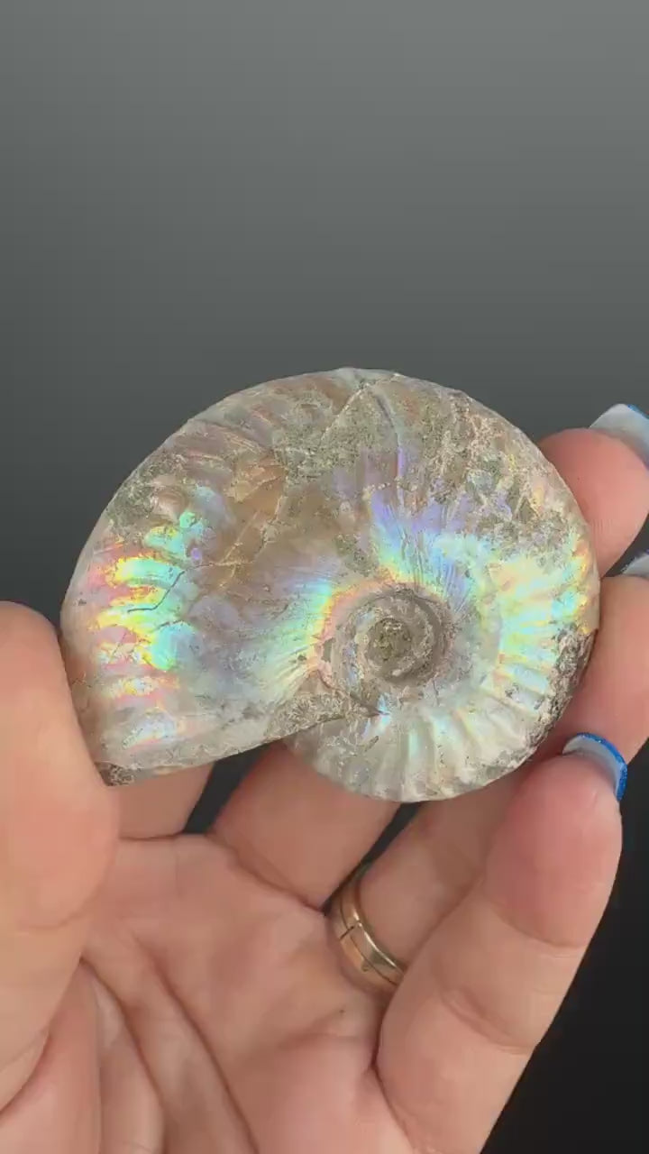 Ammonite Fossil with Rainbow Colors, Ammonite Fossil, Fossilized Ammonite, Natural Ammonite