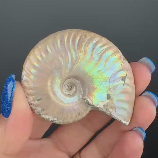 Ammonite Fossil with Rainbow Colors, Ammonite Fossil, Fossilized Ammonite, Natural Ammonite