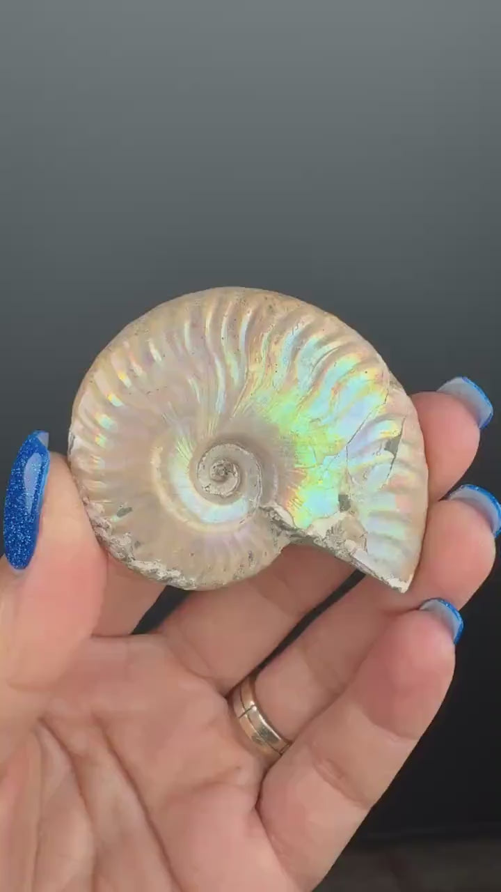 Ammonite Fossil with Rainbow Colors, Ammonite Fossil, Fossilized Ammonite, Natural Ammonite