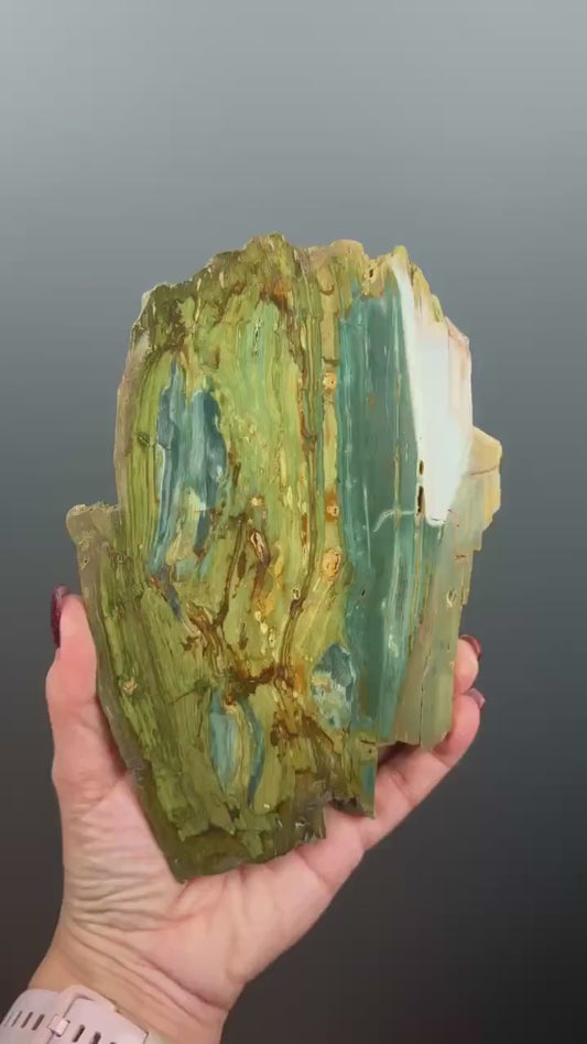 Rare, Bog Wood (Larsonite) from Nevada, Oregon USA (Big Size)