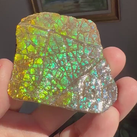 Beautiful Rainbow Colors!  Ammolite Specimen from  Canada