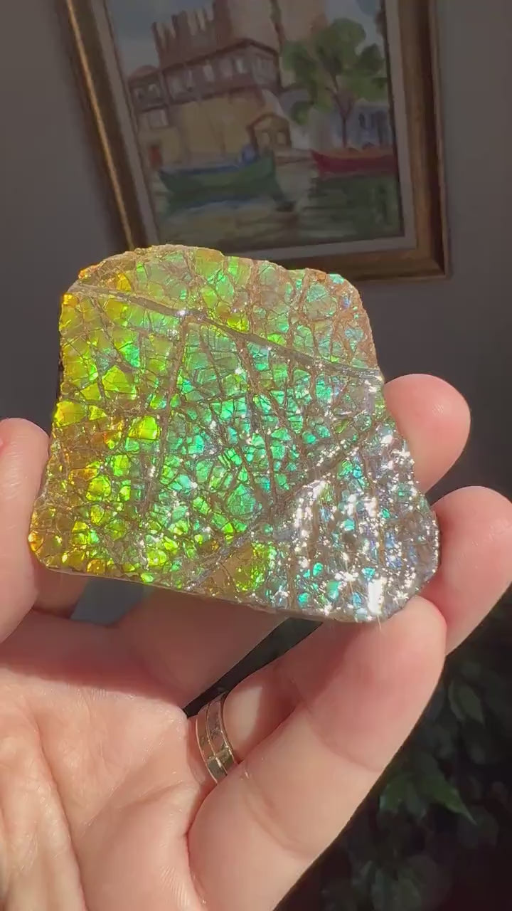 Beautiful Rainbow Colors!  Ammolite Specimen from  Canada