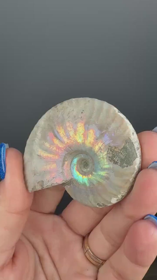 Rainbow Ammonite Fossil, Natural Healing Stone, Madagascar