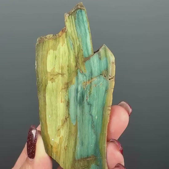 Rare, Bog Wood (Larsonite) from Nevada, Oregon USA