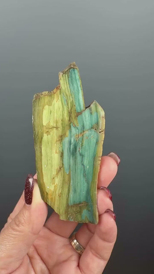 Rare, Bog Wood (Larsonite) from Nevada, Oregon USA