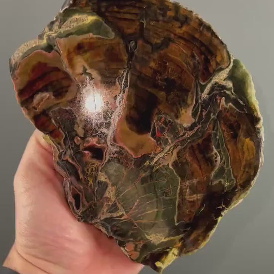 Natural Petrified Wood