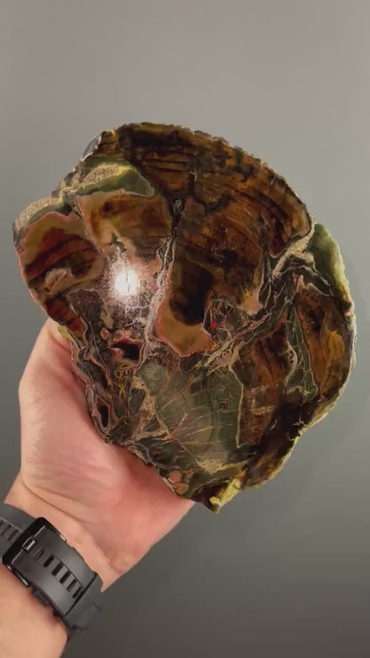 Natural Petrified Wood