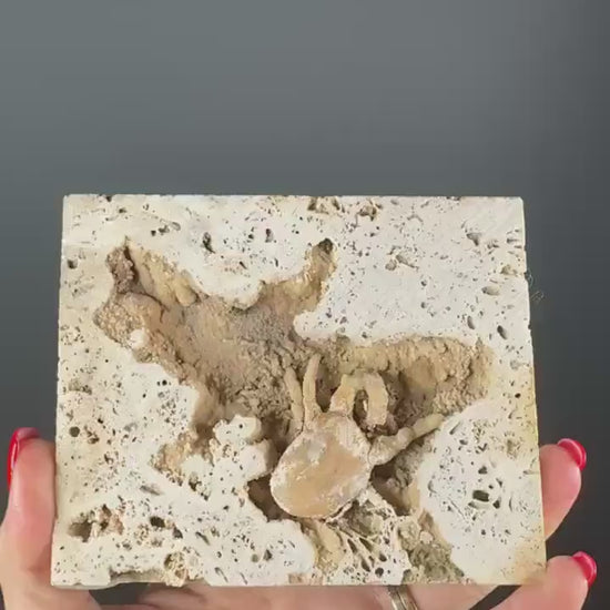 Crab Fossile From Turkey