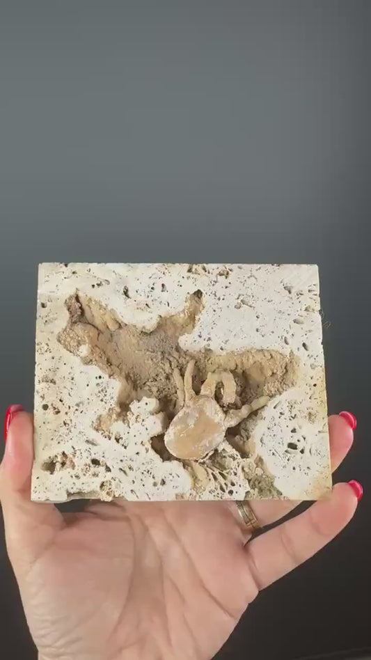 Crab Fossile From Turkey